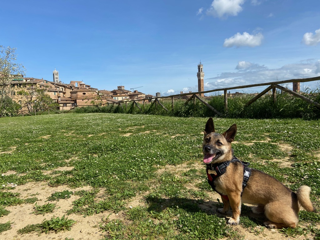 italy travel with dog